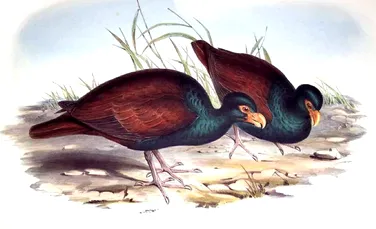 Ultima rudă a păsării dodo, observată într-o pădure tropicală îndepărtată din Samoa