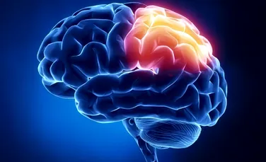 Descoperirea care schimbă TOT ce ştiam despre creierul uman. Ce au identificat cercetorii americani – VIDEO