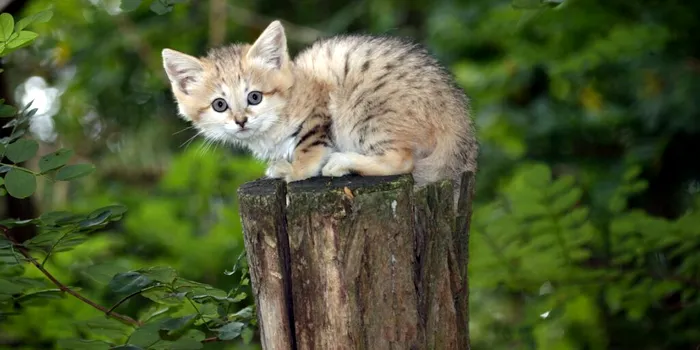 O specie de pisică latră precum un câine. Unde trăiește „Felis margarita”?