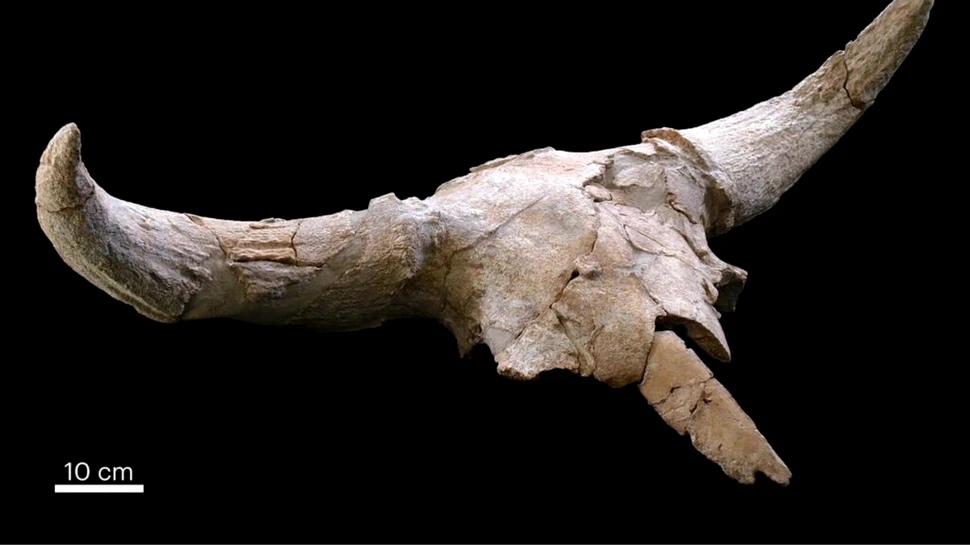 Numeroase cranii de animale, găsite într-o peșteră a neanderthalienilor