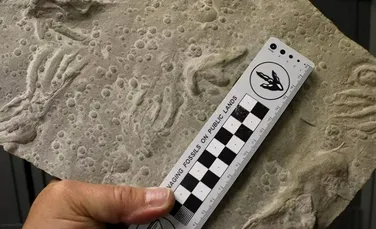 Urme de pterozauri de mărimea unor câini corgi, vechi de 145 de milioane de ani, au fost descoperite
