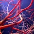 Oamenii de știință au creat vasele de sânge artificiale, care imită venele umane