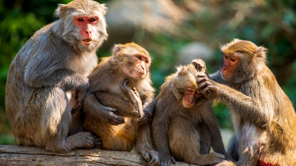 Semne de îmbătrânire prematură, observate la maimuțele care au supraviețuit unui uragan