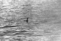 Creatură colosală sau penisul unei balene? Adevărul despre monstrul din Loch Ness