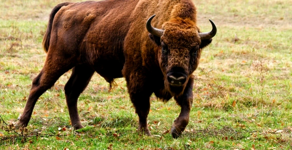 Începând de vineri, în România se găseşte cea mai mare fermă de bizoni din Europa