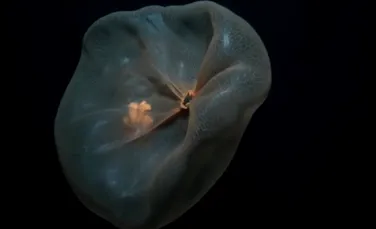 VIDEO. Savanţii au reuşit să întâlnească o meduză enigmatică ce seamănă cu o pungă de plastic