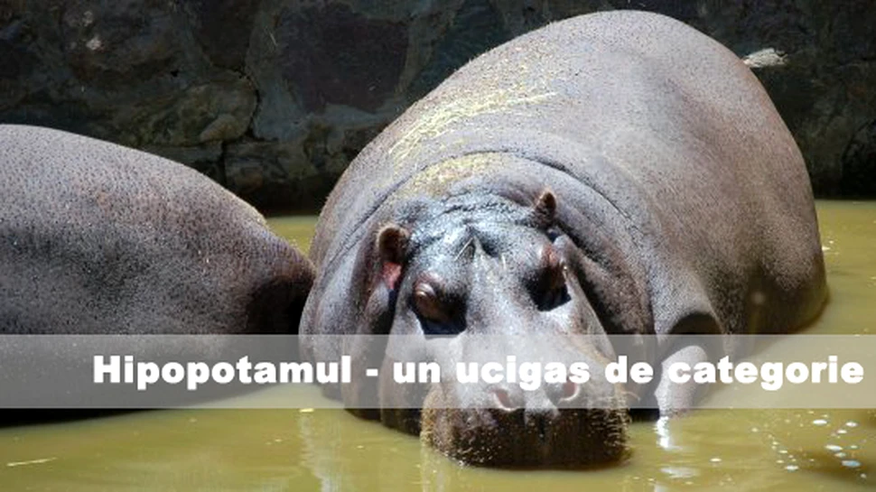 Hipopotamul – un ucigas de categorie grea