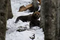 Joaca dintre o ursoaică și doi pui, surprinsă într-o pădure din Munții Bucegi