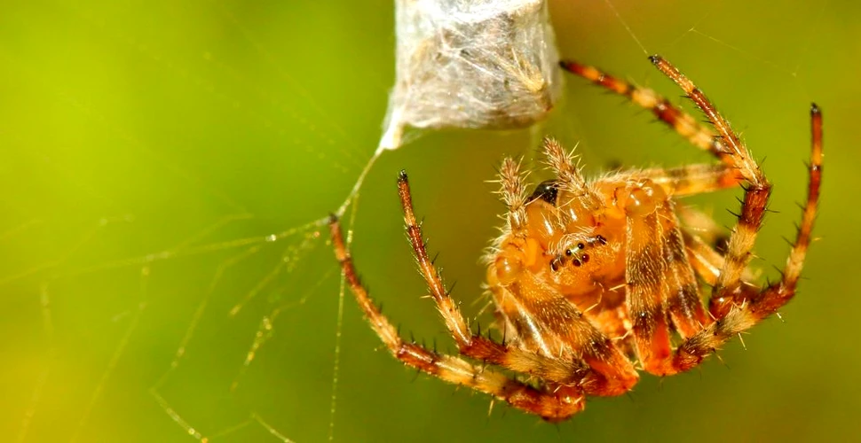 Pânzele de păianjeni sunt pline cu neurotoxine care pot controla sau chiar ucide prada