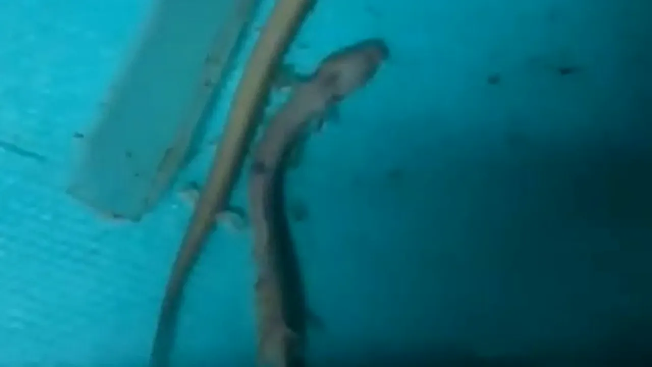 1-salamandra-youtube-descopera 
