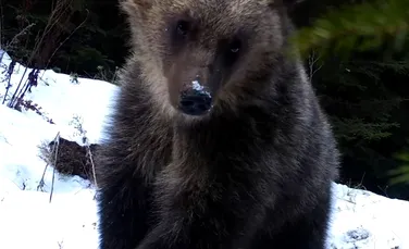 Un pui de urs ajutat de mama sa a reușit să „fure” o cameră de monitorizare a faunei