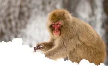 Japonezii au eutanasiat 57 de maimuţe rare. ”Au fost omorâte pentru a proteja mediul”