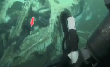 Descoperire surprinzătoare făcută de o sondă submarină, la mare adâncime. ”Este unic în lume” (VIDEO)