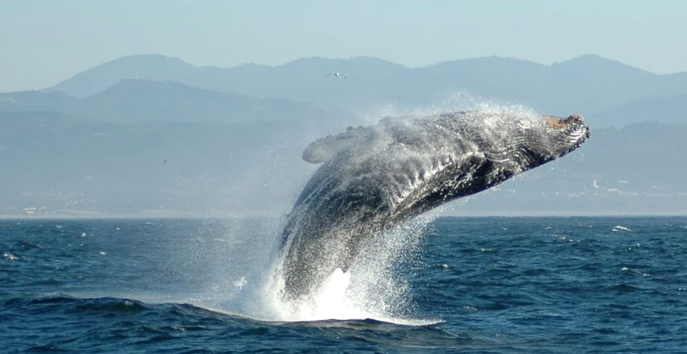 Imaginile INCREDIBILE din timpul migrării balenelor cu cocoaşă-VIDEO
