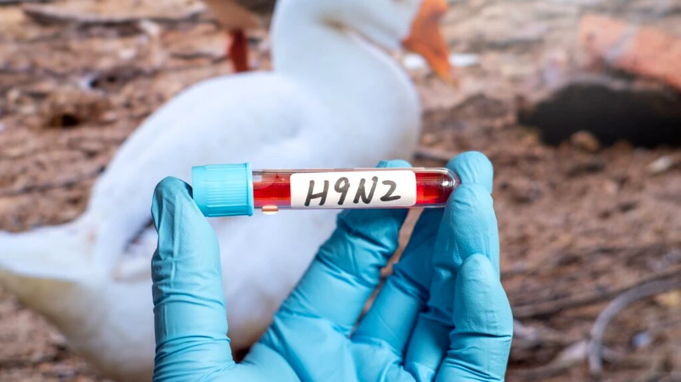 Italia a confirmat primul caz uman de gripă aviară H9N2 din Europa