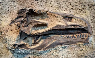 Arheologii au găsit molecule organice în fosile de dinozaur