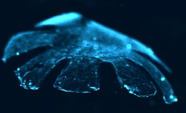 Cea mai bizară creatură: din silicon + celule de şobolan! (VIDEO)