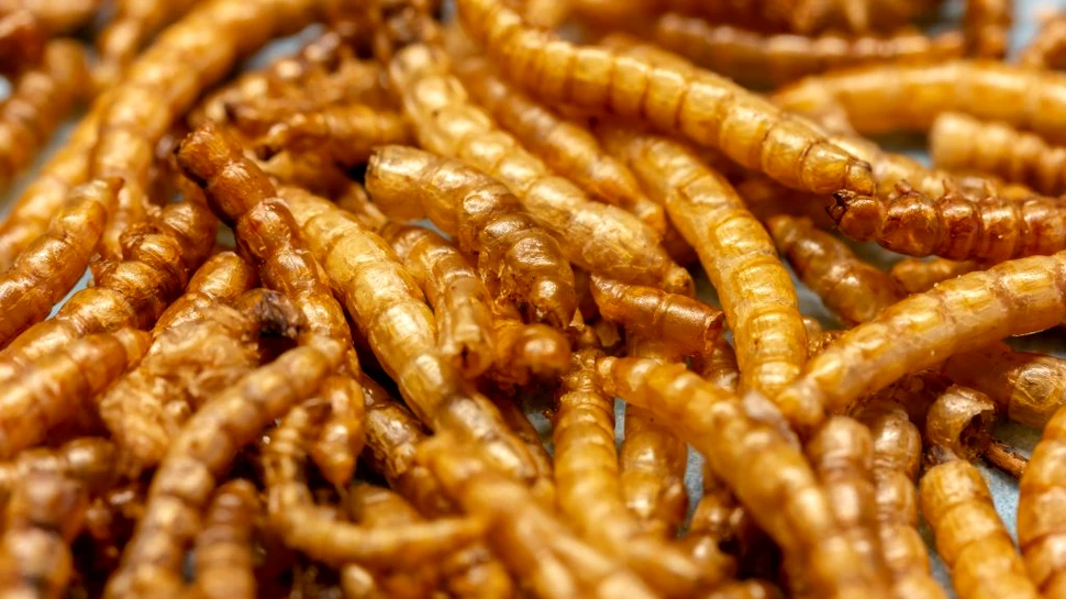 Insectele care ar putea să ofere „gustul de carne” și să salveze mediul înconjurător