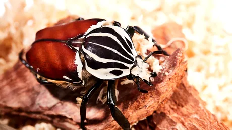 Cea mai mare insectă din lume riscă să dispară din cauza obsesiei noastre pentru ciocolată