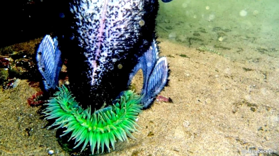 Scenă bizară în lumea submarină: ce hrană neobişnuită consumă această anemonă de mare? (VIDEO)