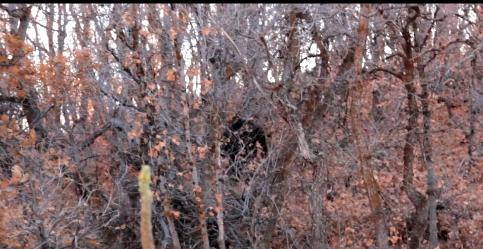 Să fie oare Bigfoot? O filmare cu o creatură ciudată a devenit virală (VIDEO)