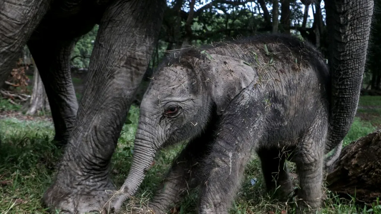 elefant 