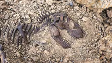 Un mic prădător din Jurasic a deschis calea către evoluția creierului uman