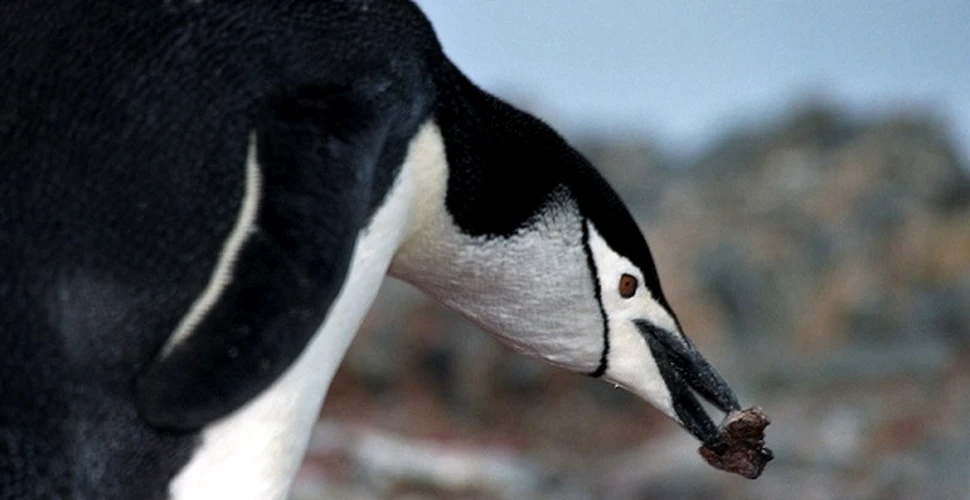 Pinguinii din Antarctica mor de foame, ca urmare a topirii gheţarilor