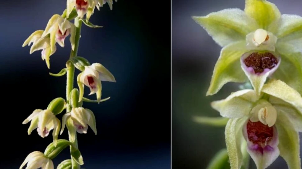 O nouă specie de orhidee a fost descoperită în România