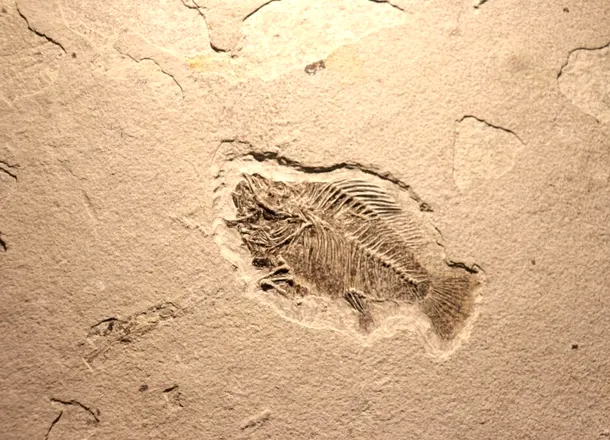 Animalele ar fi evoluat cu 200 de milioane de ani mai devreme decât credeam, indică noi fosile