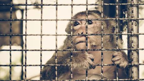 Noi dovezi de tortură a maimuțelor de la Neuralink. Ce spune Elon Musk?
