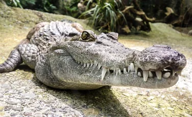 10 lucruri pe care sigur nu le știai despre crocodili și aligatori
