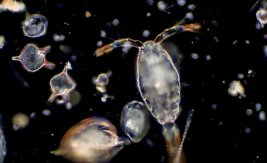 Planctonul trece printr-o migrație globală, iar consecințele se vor simți chiar și în lanțul trofic