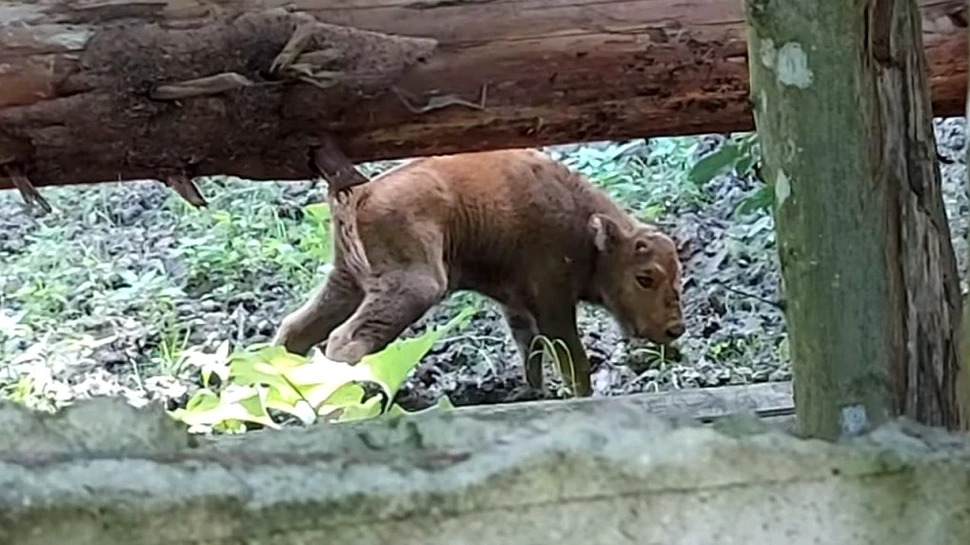 Românaș, noul zimbru născut în rezervația din Hațeg