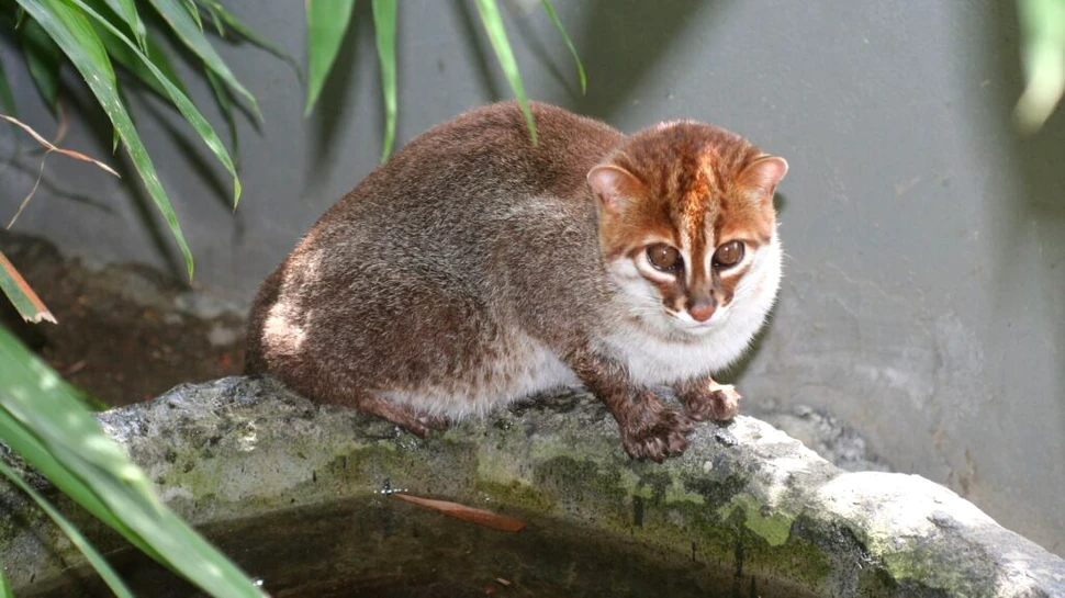 Pisica cu cap turtit, regăsită după circa 30 de ani de „tăcere”