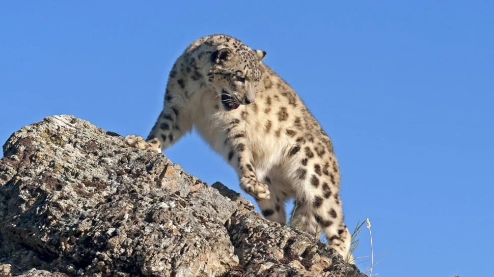 Leopardul zăpezilor – prinţul înălţimilor
