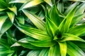 Cum putem salva plantele de apartament: trucul simplu care dă roade