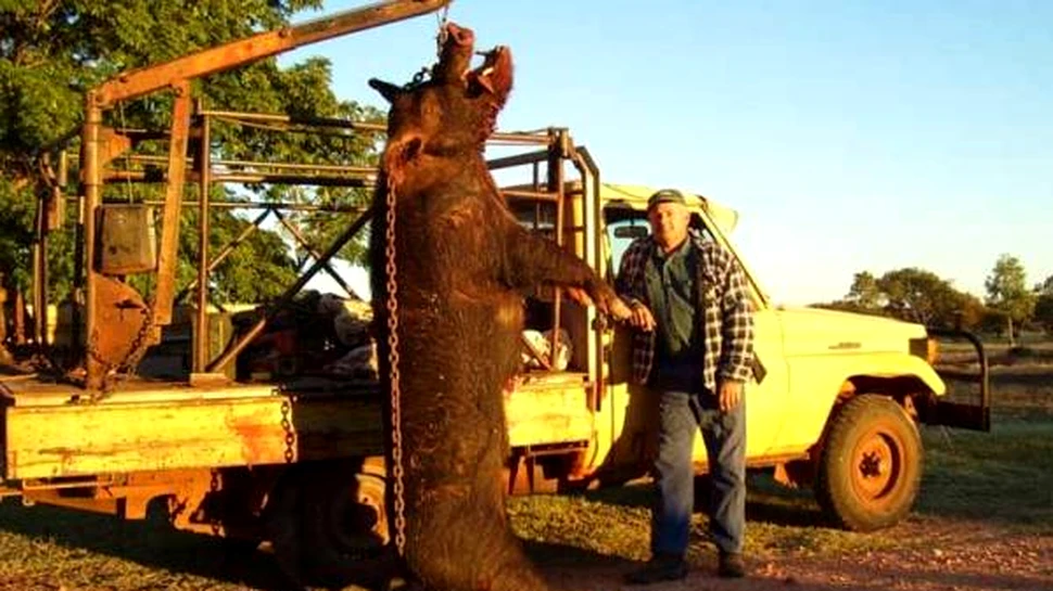 Porczilla – bestia din Australia