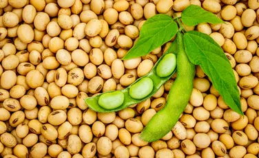 Proteinele din alimentele fără carne pot declanșa alergii la soia și arahide