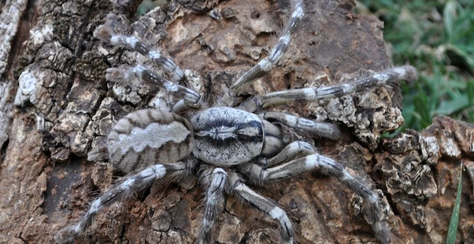 Descoperire de coşmar: tarantula mare cât faţa ta