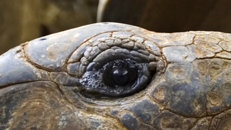 Care este cel mai bătrân animal terestru care trăieşte azi pe Pământ?