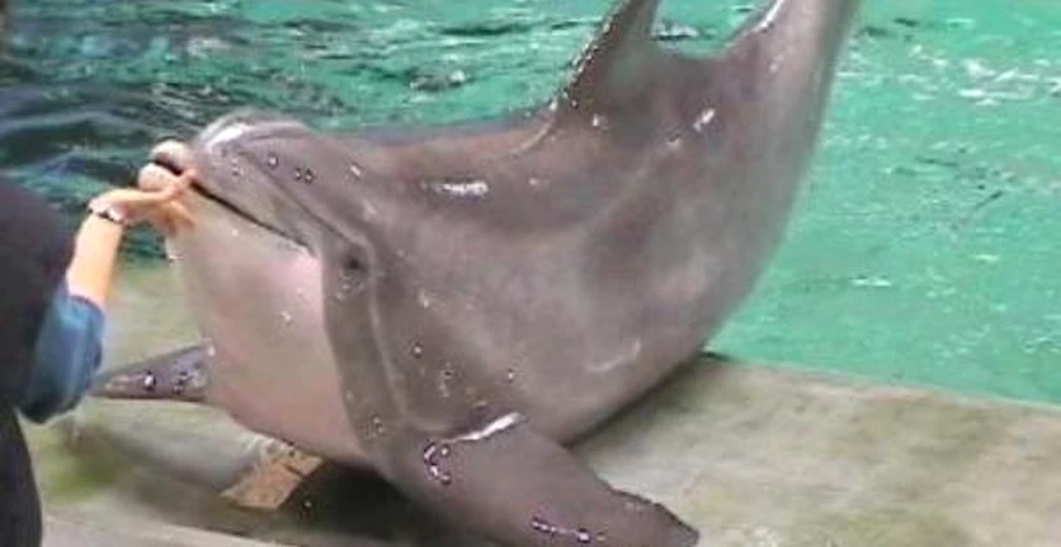 Regim drastic pentru delfinii cu probleme de “silueta”