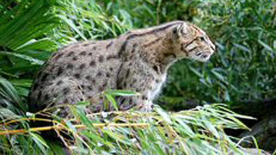 Cum am numărat pisicile sălbatice din România? Istoria unui ordin cu ”două erori de conţinut”. ”Mi se pun acum dracii”