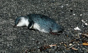 Cadavrele a sute de pinguini mici și albaștri, descoperite pe țărmul din Noua Zeelandă. Ce i-a ucis?