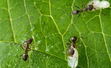 Trucul folosit de microbi pentru a infecta mai multe furnici