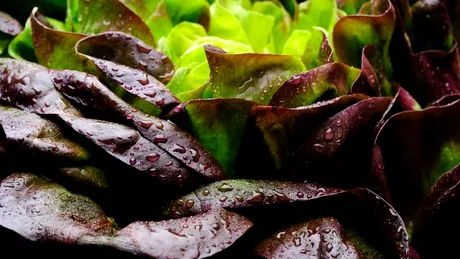 O proteină cheie din carne a fost crescută în salata verde pentru prima dată