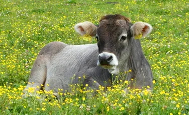Top 10 rase de vaci care dau cea mai mare cantitate de lapte