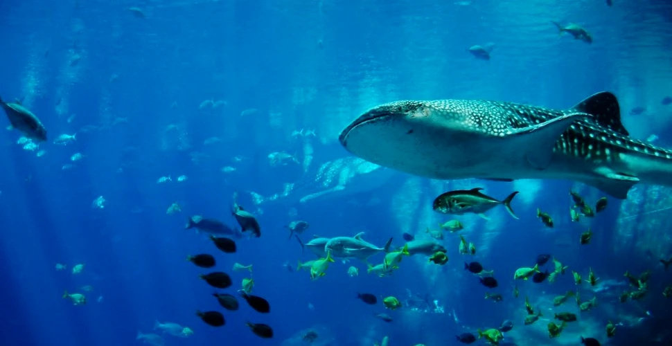 Un fenomen fără explicaţie arată că natura încă are multe secrete: sute de rechini gigantici se adună în ”roiuri” misterioase