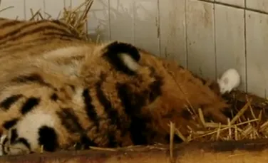 Imagini VIDEO impresionante cu Luca, un tigru siberian, închis în cuşcă la doar câţiva metri de flăcările izbucnite la adăpostul Circului Globus. Misiunea de salvare a animalelor