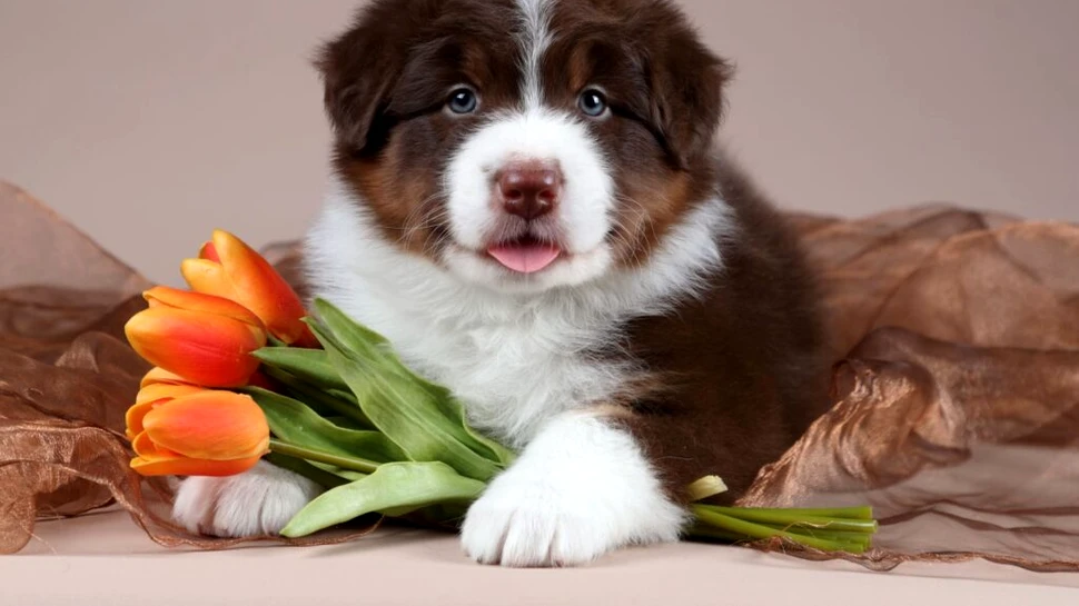 Animalele de companie pot încetini îmbătrânirea biologică a femeilor